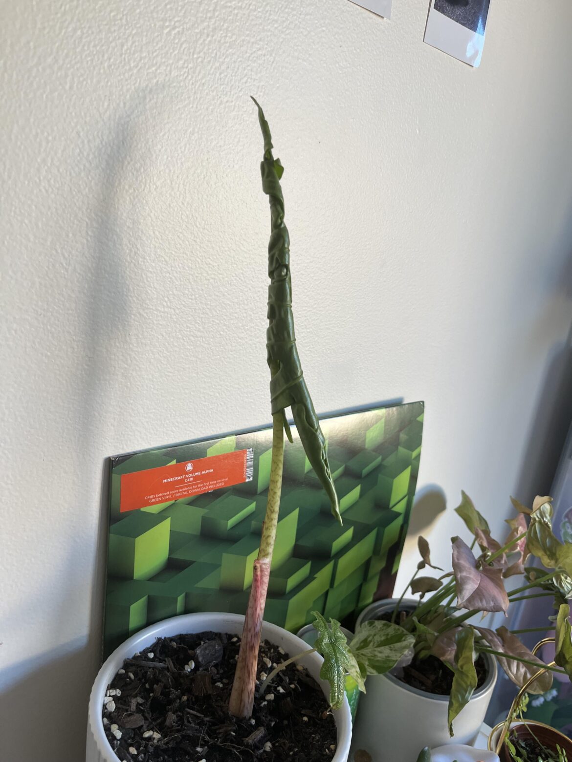 How long will it take to unravel?