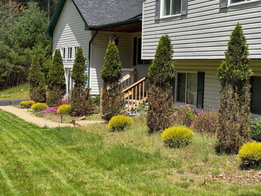 What would cause these bushes to all be dying at the same height?