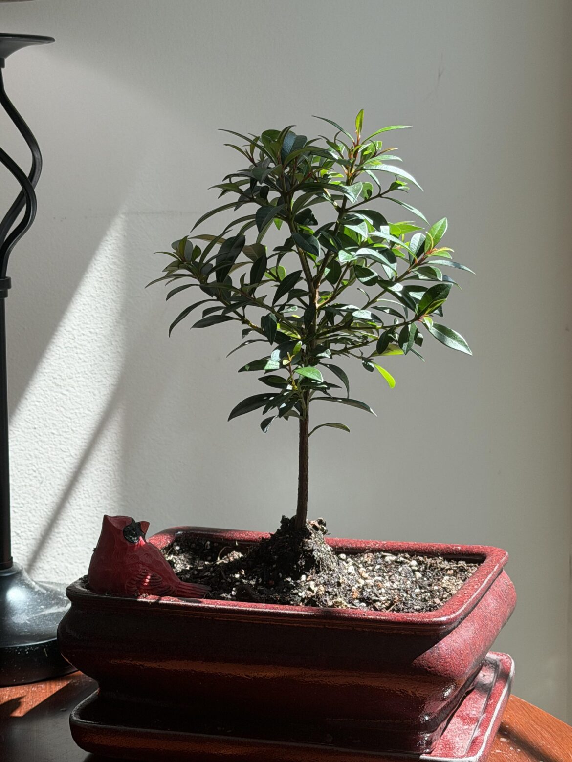joining the fun! 😄 Australian Brush Cherry