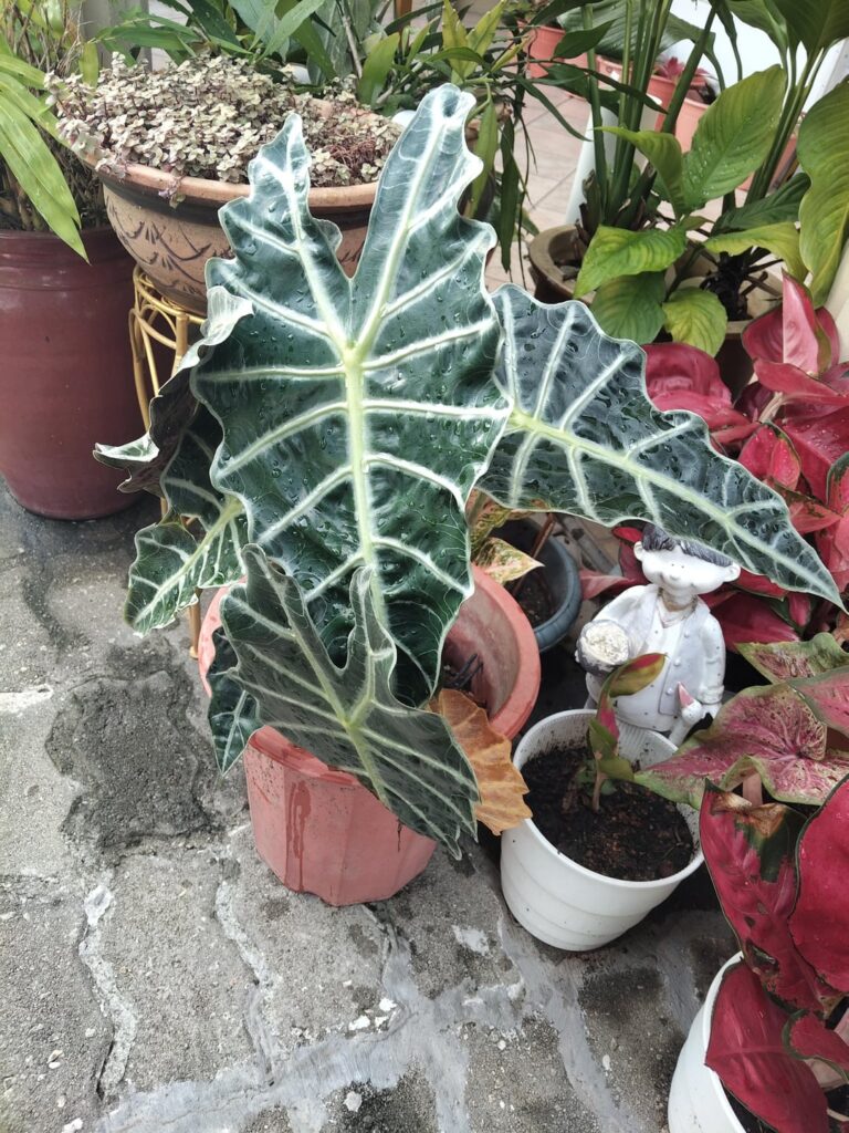 My mom's alocasia is blooming