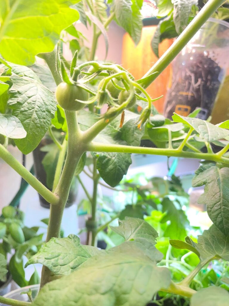 Tomato plant is fruiting inside. Should I just let it grow? Tomato plant is fruiting inside. Should I just let it grow?