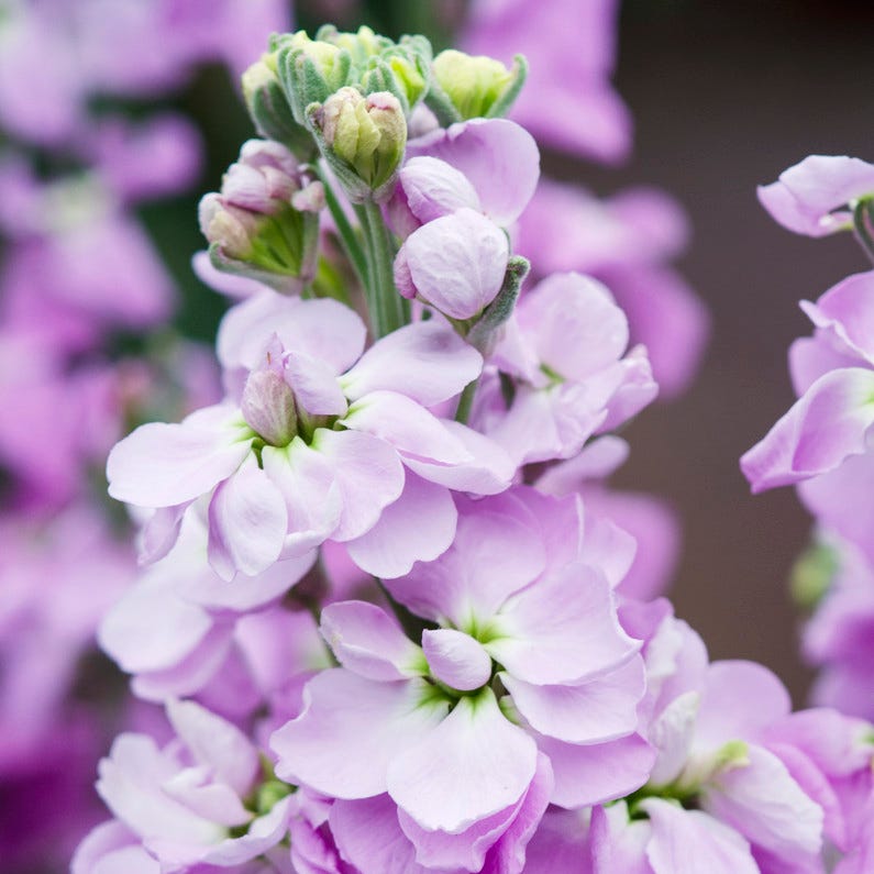 Flowers that bloom in July