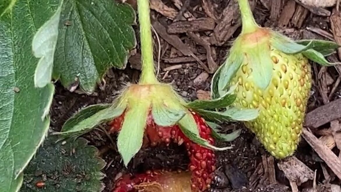 Gardener shares video of rolly pollies overrunning raised beds, devouring ripe strawberries Two strawberries on a plant, one ripe and red with a bitten section, one unripe and green, surrounded by leaves.