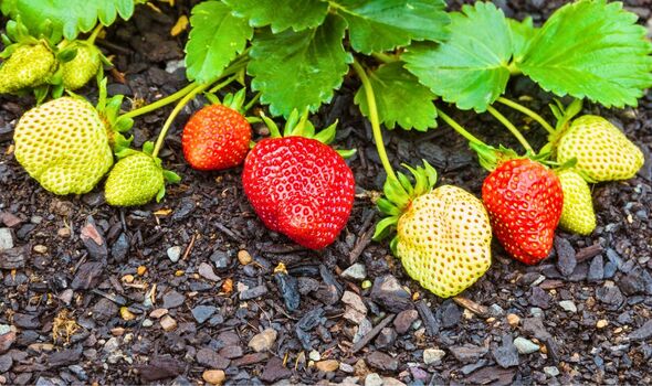 Picture of strawberries laying on the ground Picture of strawberries laying on the ground