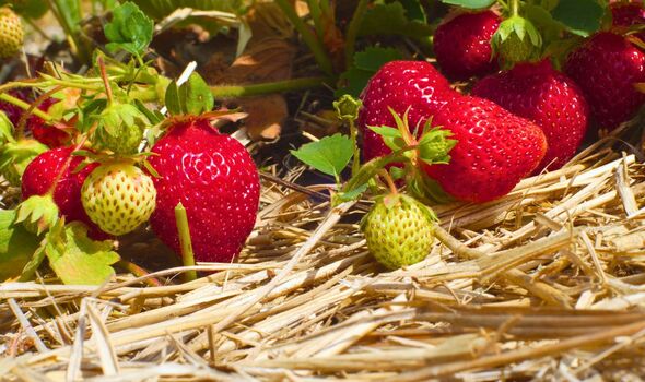 Picture of a strawberry plant covered in straw Picture of a strawberry plant covered in straw