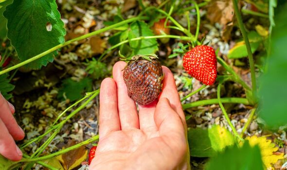 Picture of a rotten strawberry Picture of a rotten strawberry