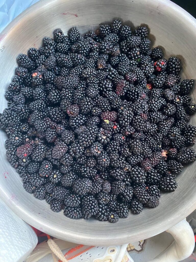Wild blackberry on our cow farm