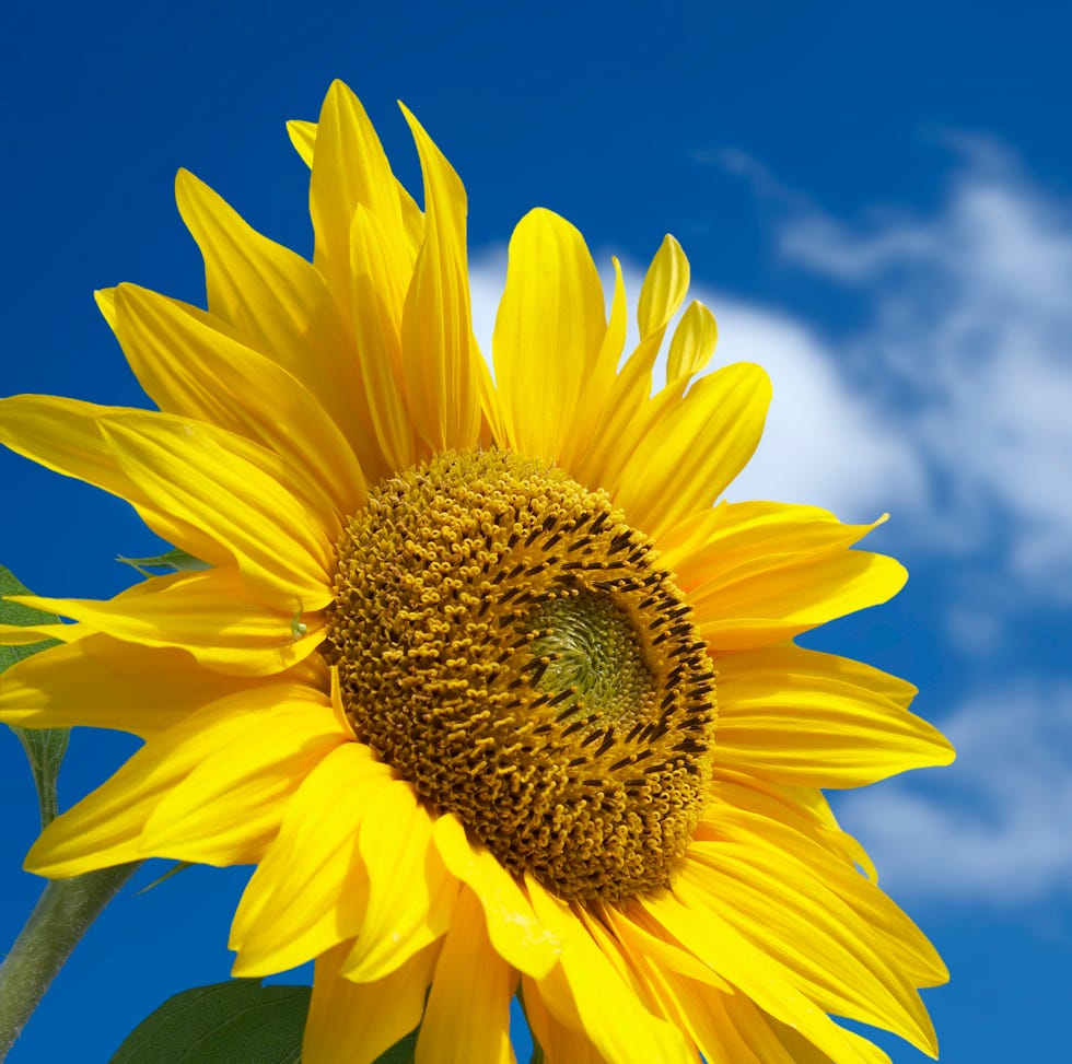Beautiful sunflower against blue sky beautiful yellow sunflower in the sun against blue sky