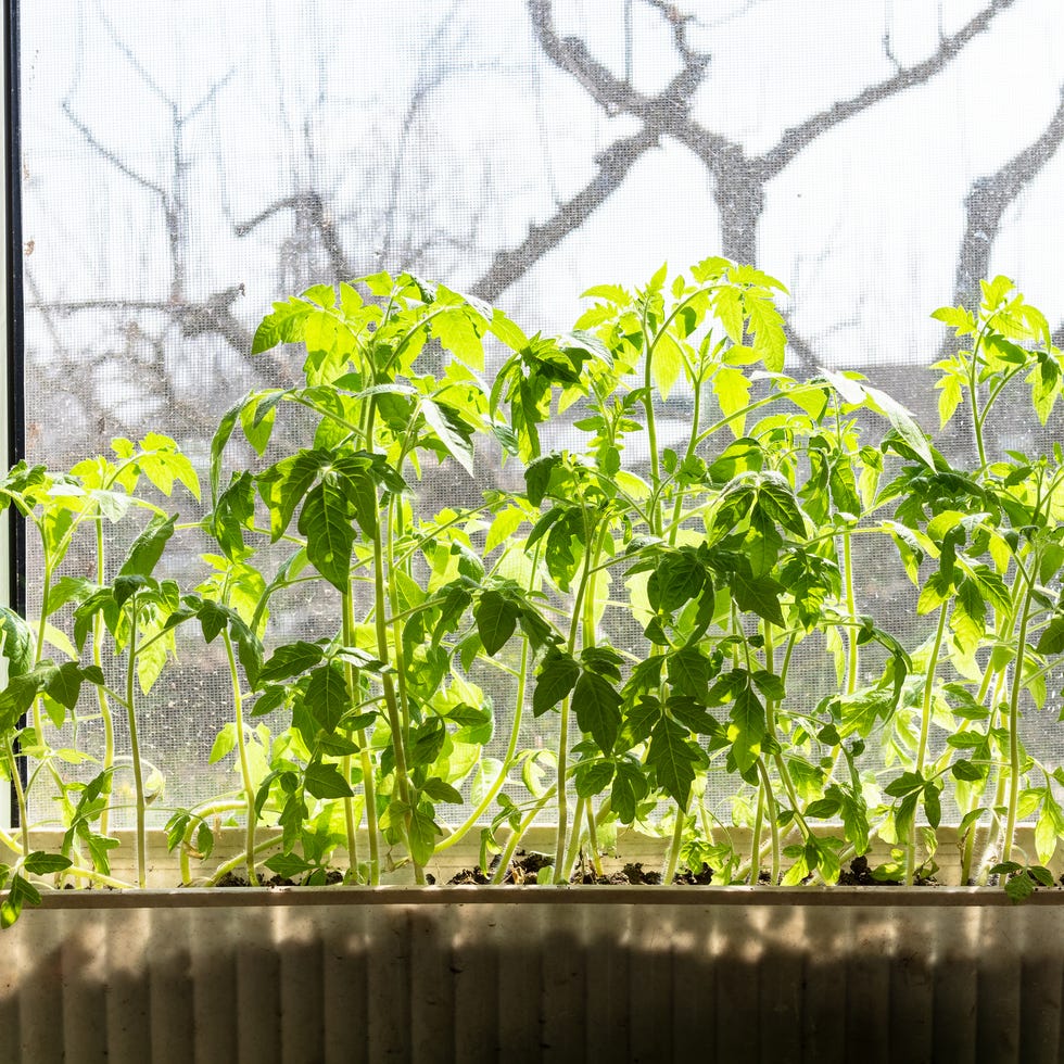 sunlit tomato seedlings in box on window sill sunlit tomato seedlings in box on window sill