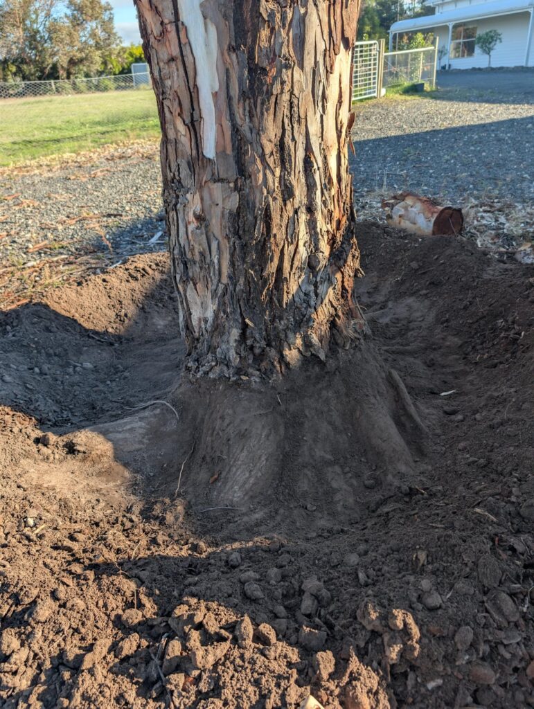 Trying to save my eucalypti one flare at a time Trying to save my eucalypti one flare at a time