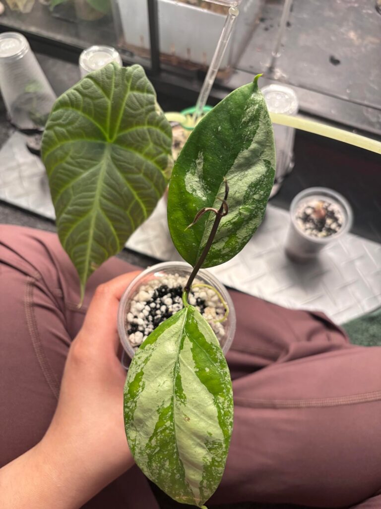 What’s the name of this Hoya?