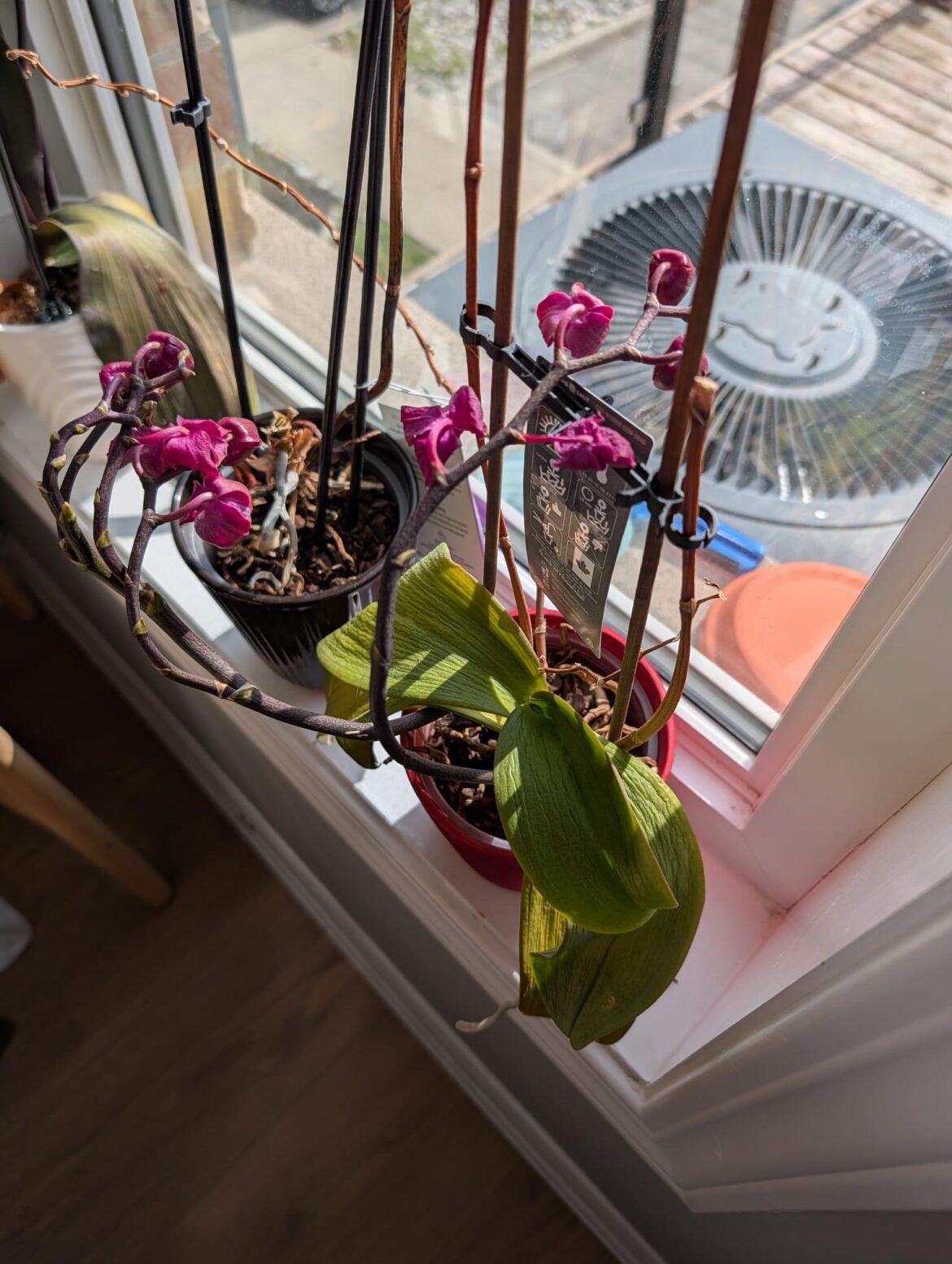 Why can’t I keep any orchids alive? Why can’t I keep any orchids alive?