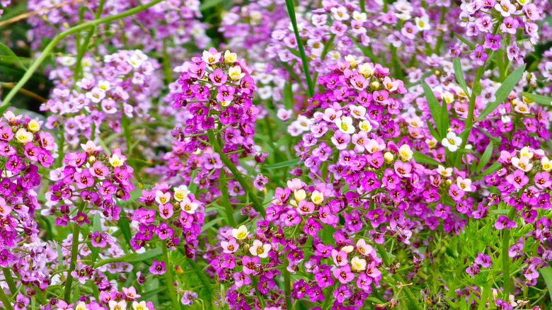 Sweet alyssum with tons of flowers in shades of purple and yellow.