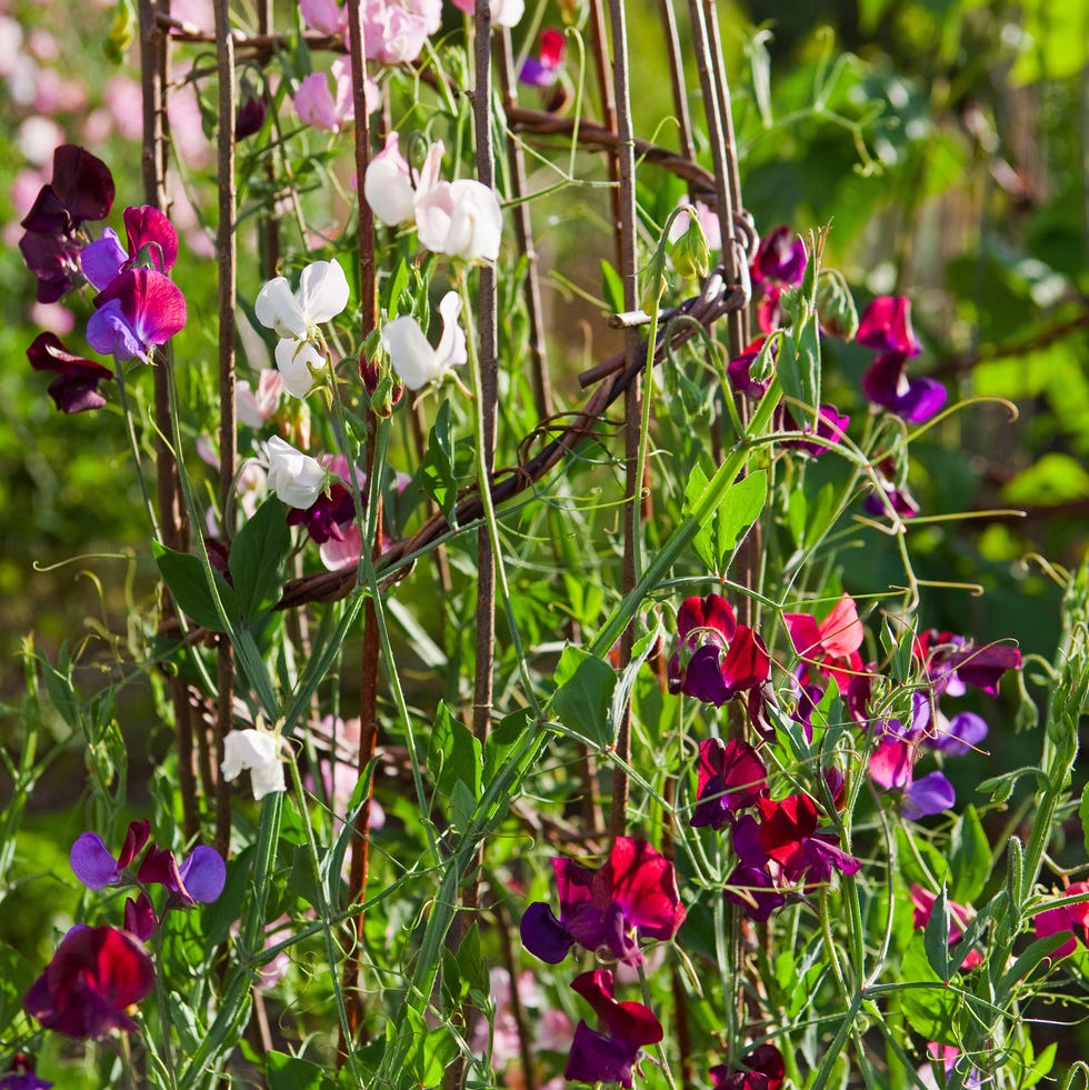 Sweet Peas on a Garden Frame