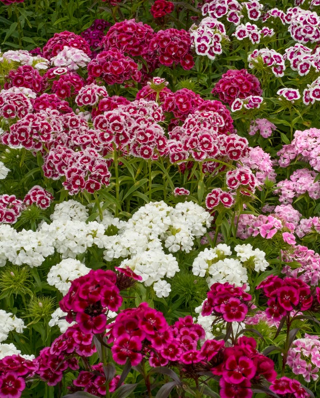old fashioned flowers sweet william
