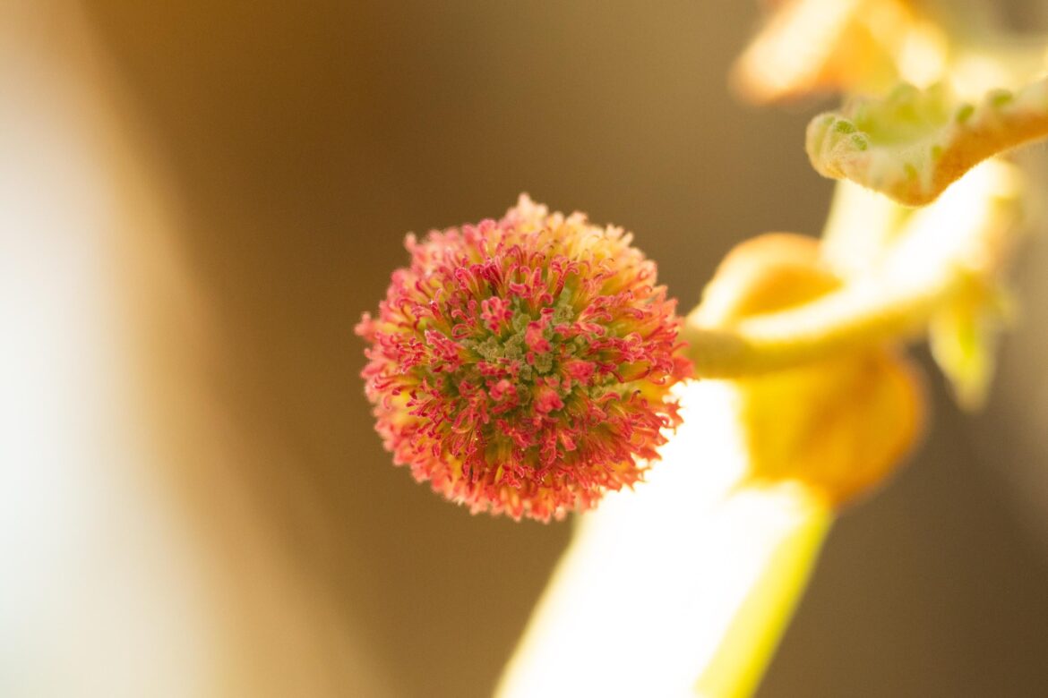American Sycamore (Platanus occidentalis) Flower
