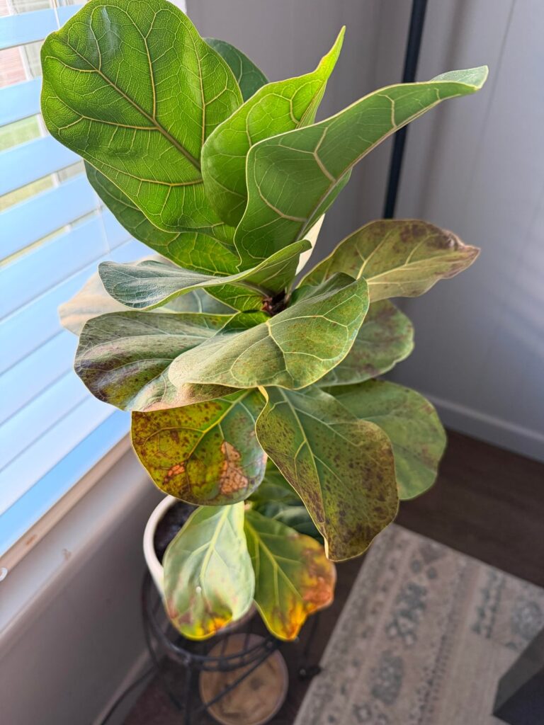 What’s going on with mine?