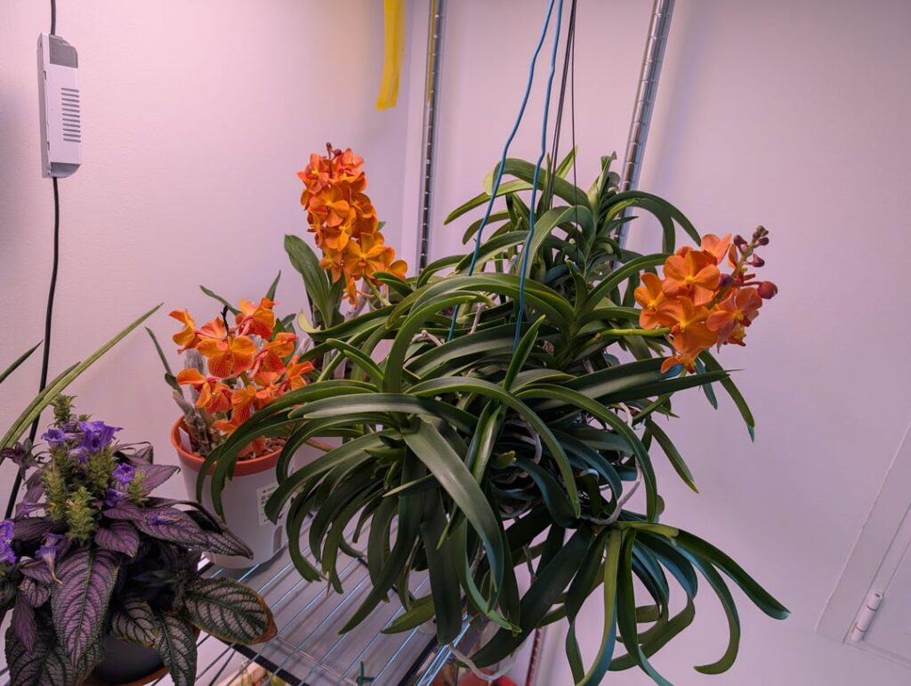 Vanda (Ascocenda) Suksamran Sunlight Vanda (Ascocenda) Suksamran Sunlight