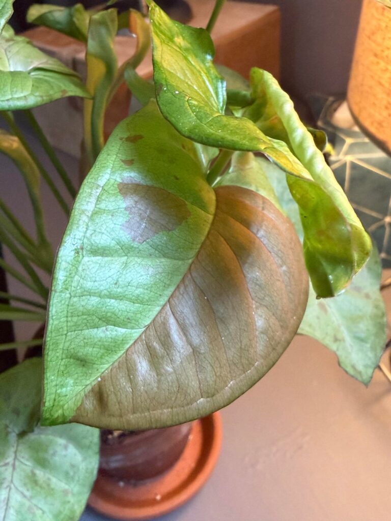 Just peace of mind please help me identify
