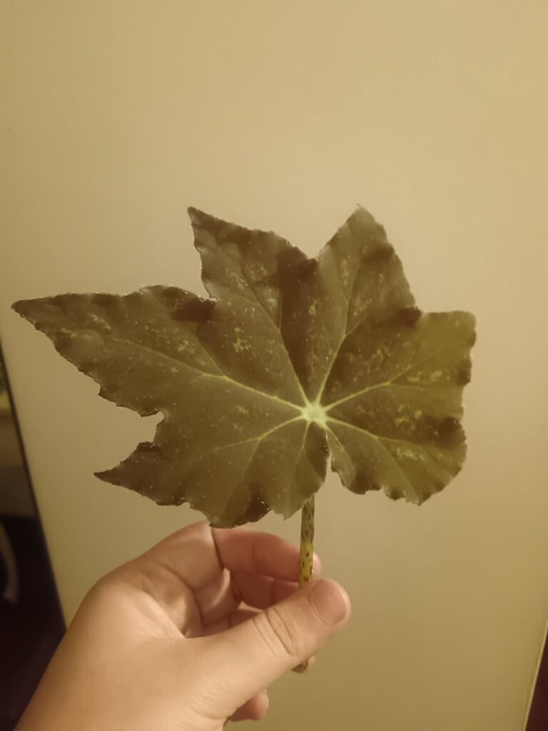 Can anyone help me identify this begonia?