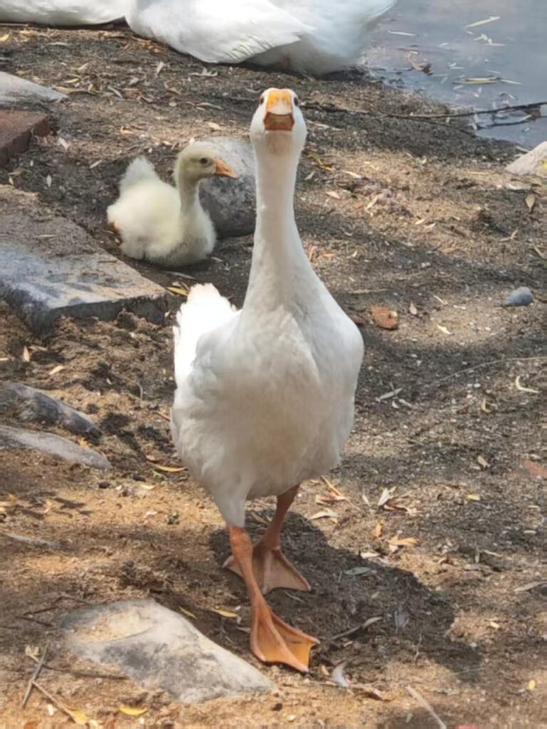 A very feisty goose.