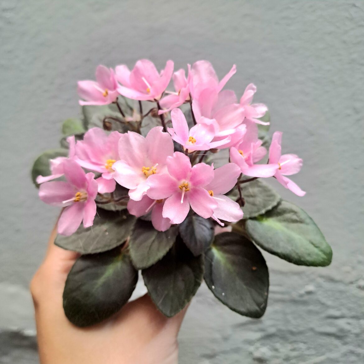 Needing advice on growing AVs in tropical climate Needing advice on growing AVs in tropical climate