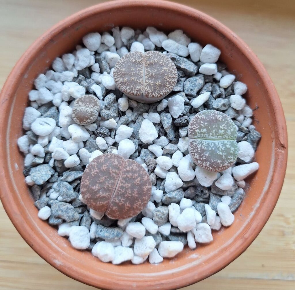 1 lithops gone 1 month after getting them 1 lithops gone 1 month after getting them