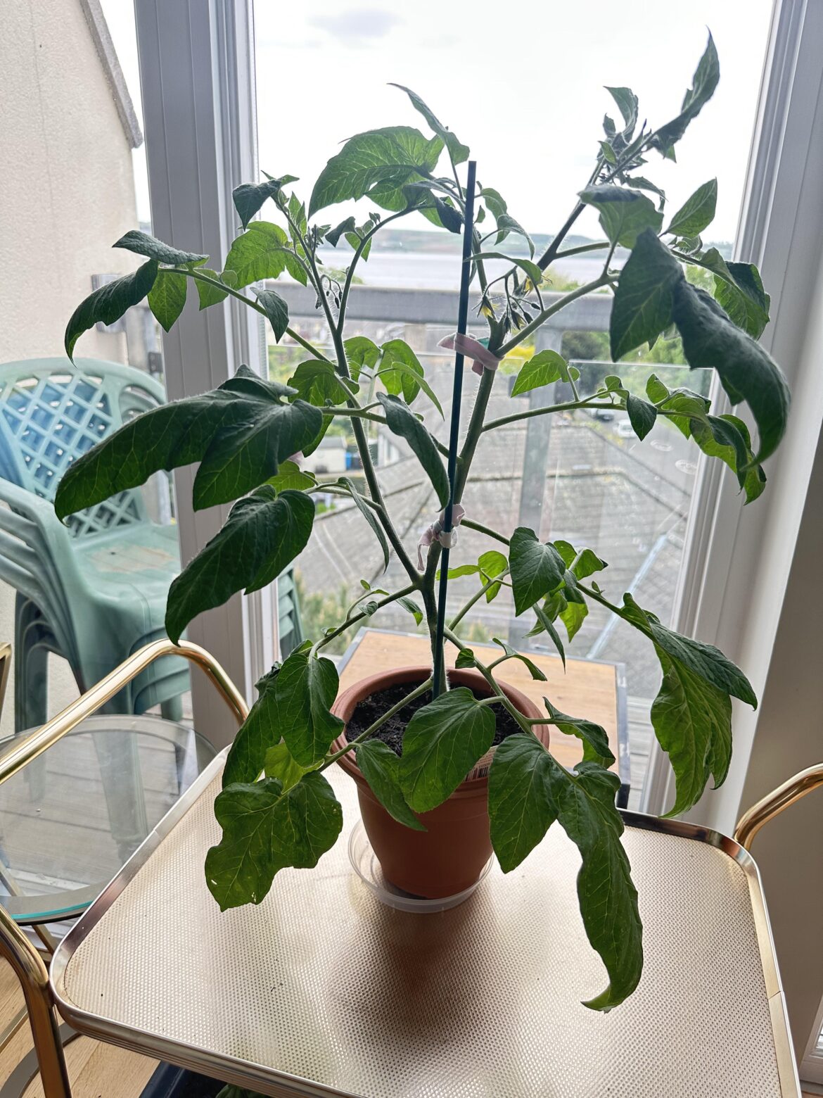Will she hang on for another 3 weeks? Will she hang on for another 3 weeks?