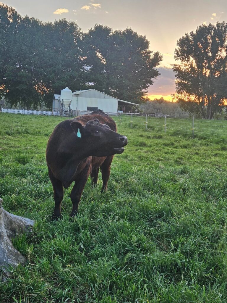 Brought Home Some Beef This Weekend