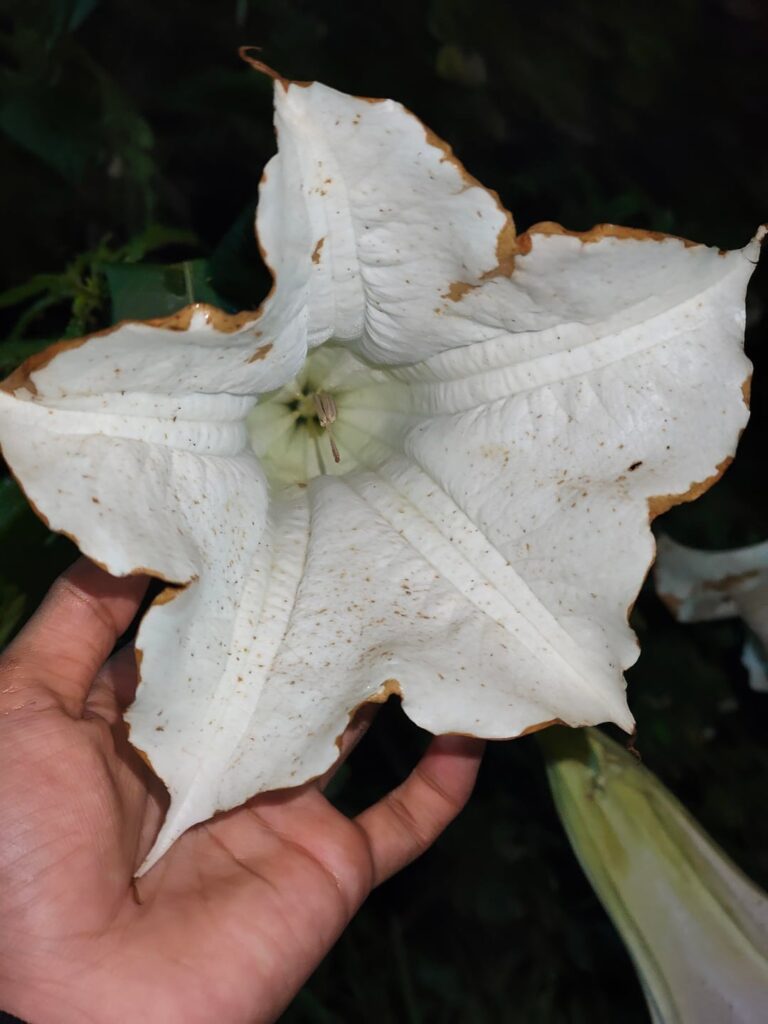 Which flower is this? (Datura?)