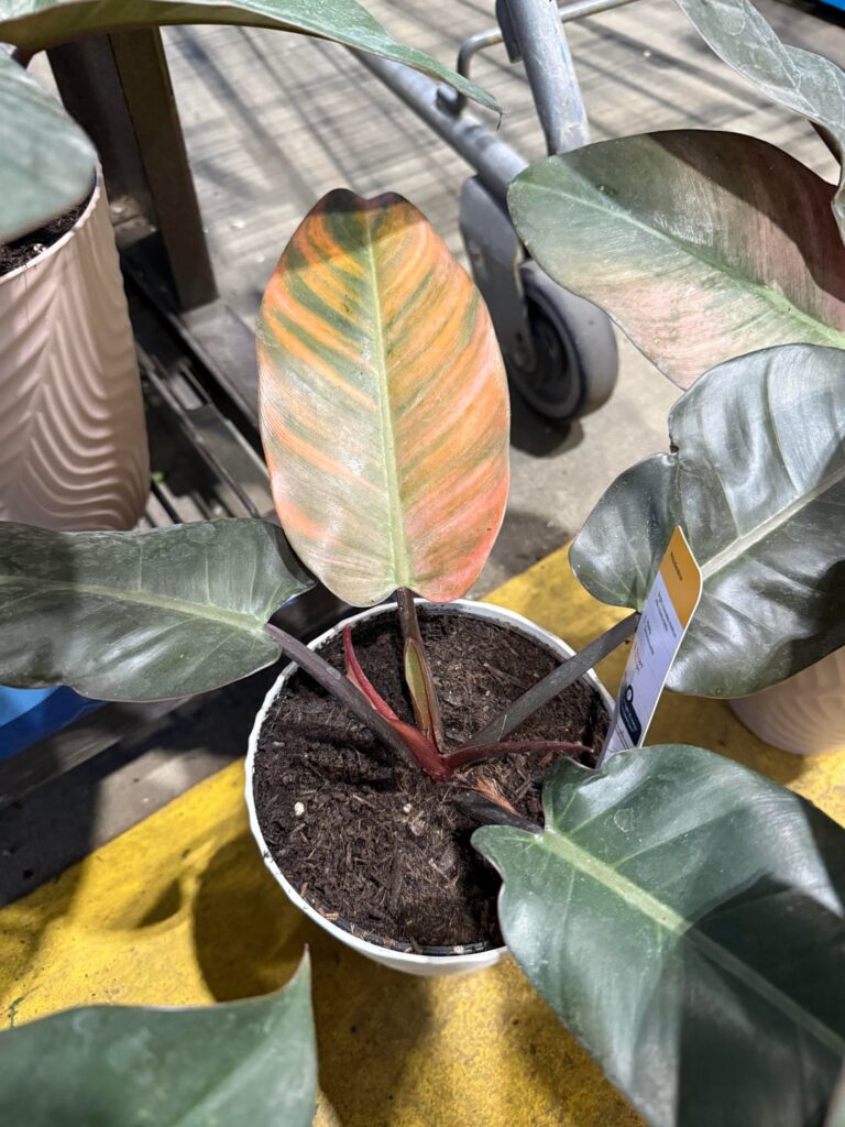 Variegated black cardinal?