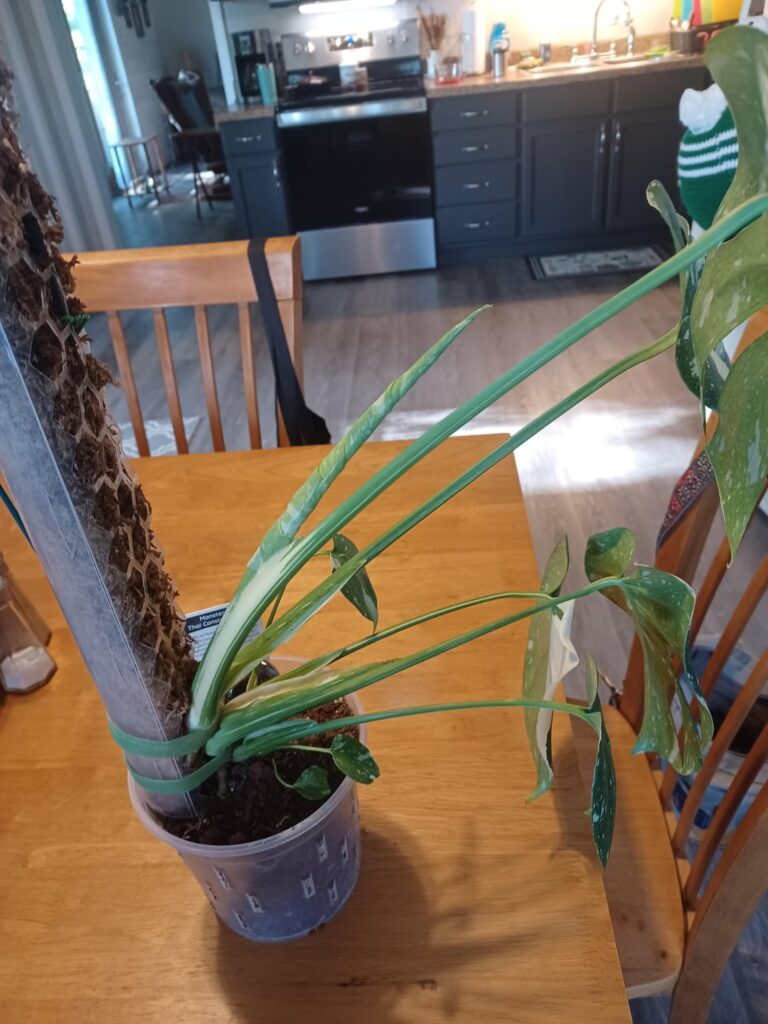 Help!