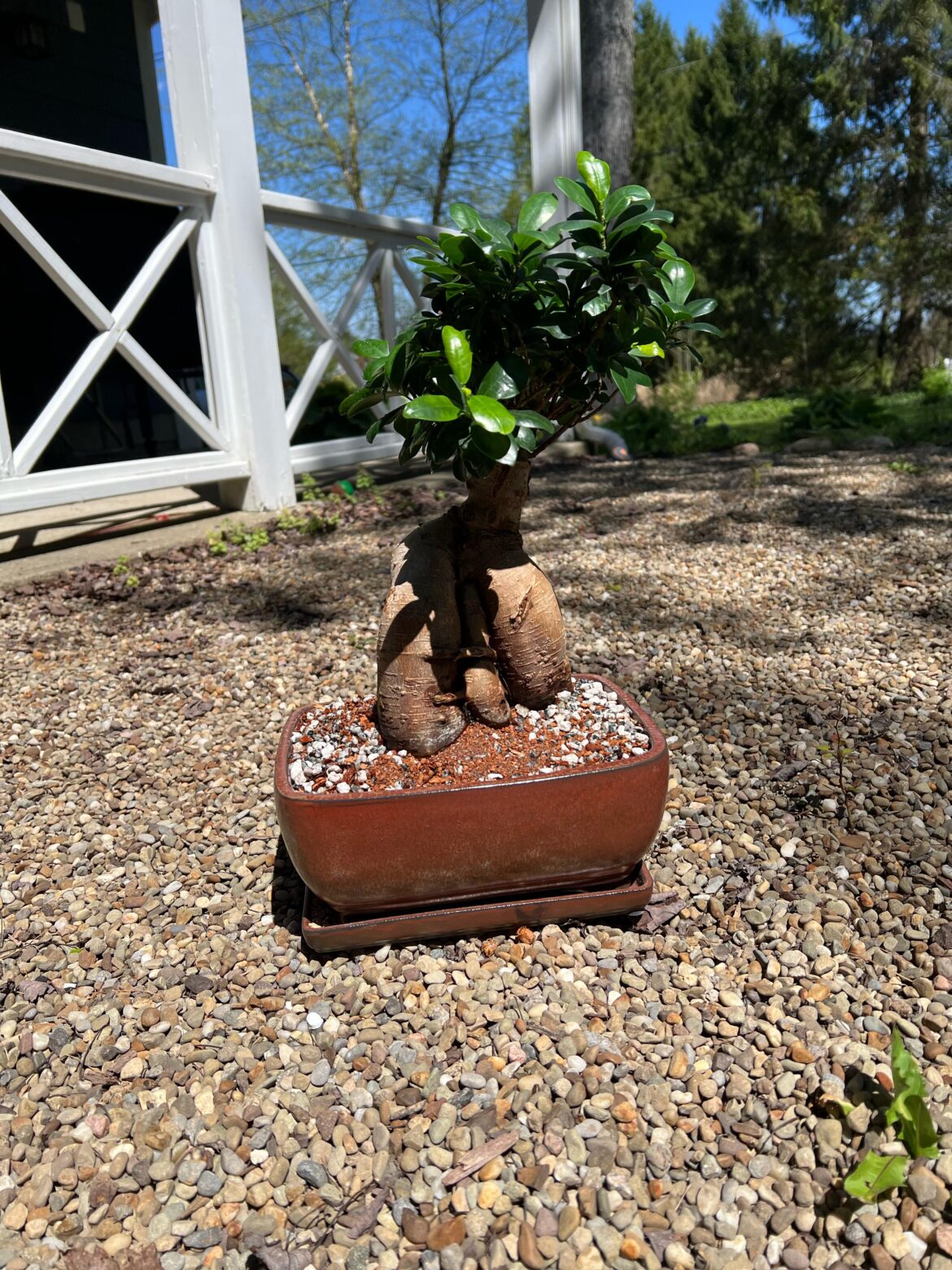 Repotted Ginseng Ficus
