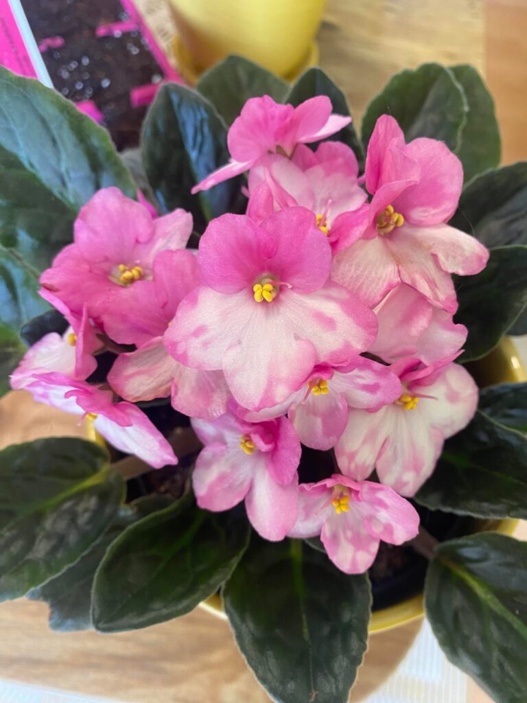 First blooms of the season 💕