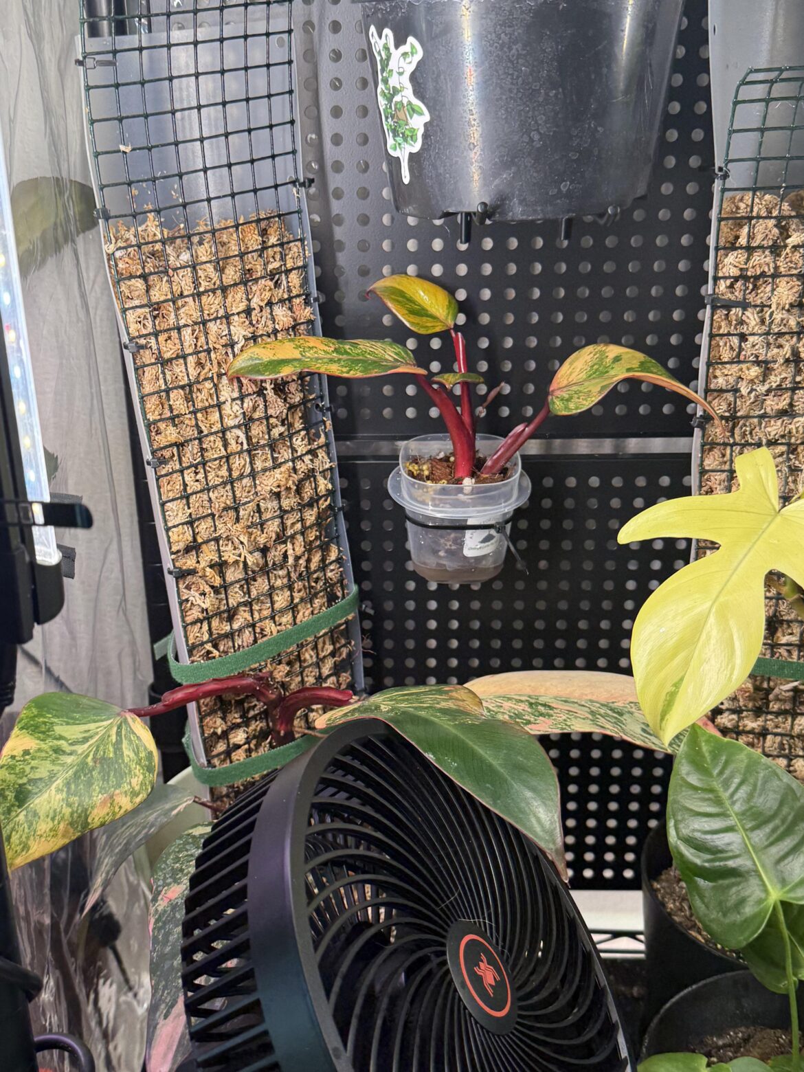Strawberry Shake Propagation Strawberry Shake Propagation