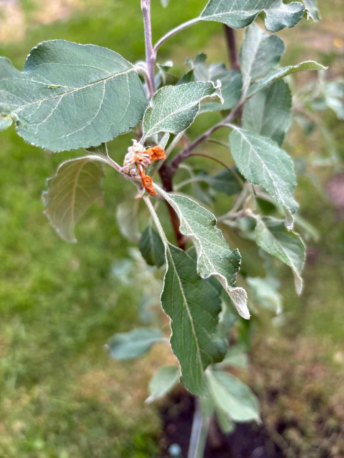 what is this on my apple tree??