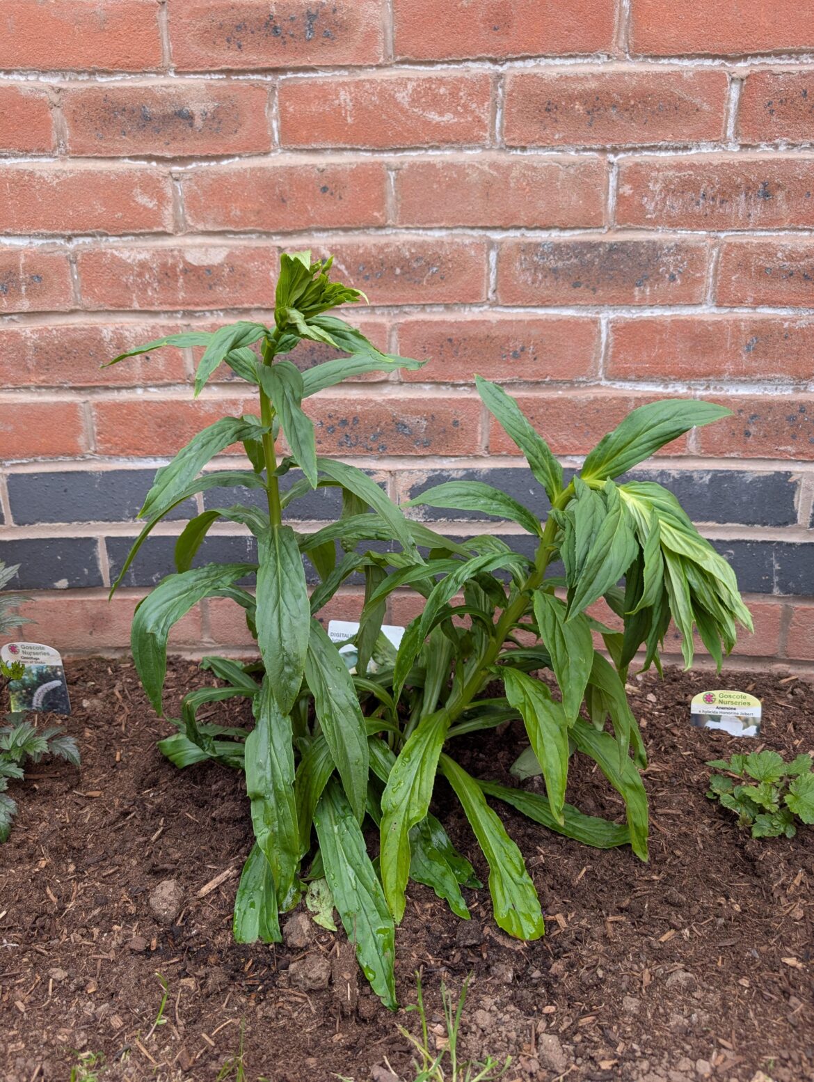 What's the matter with my foxgloves?