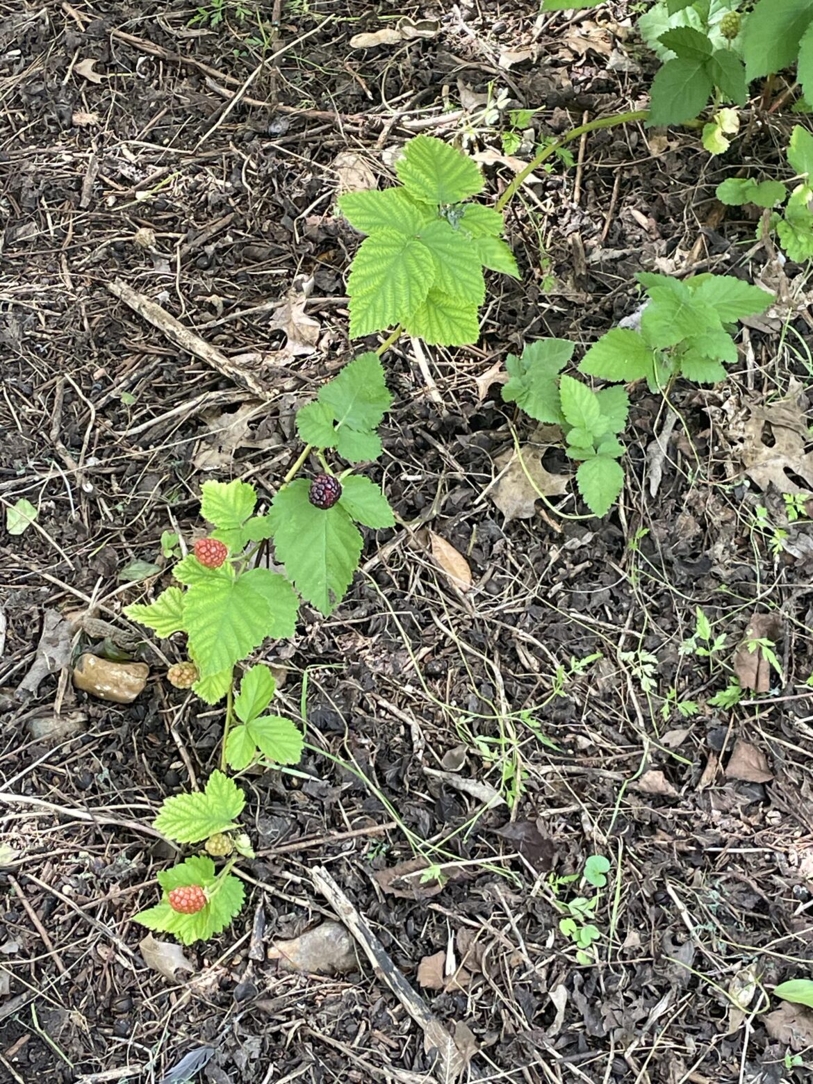 Can anyone identify this wild berry plant? Can anyone identify this wild berry plant?