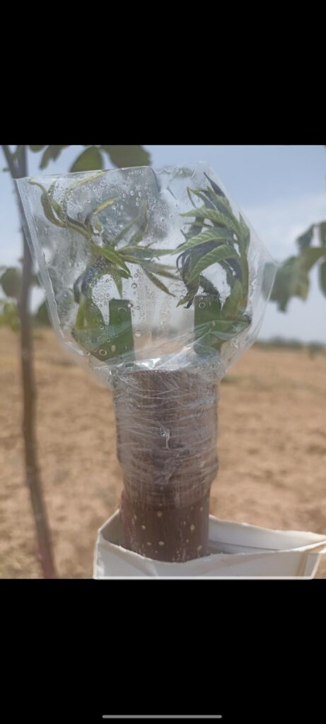 My walnut grafts went feral under cover… time to unwrap them 😅