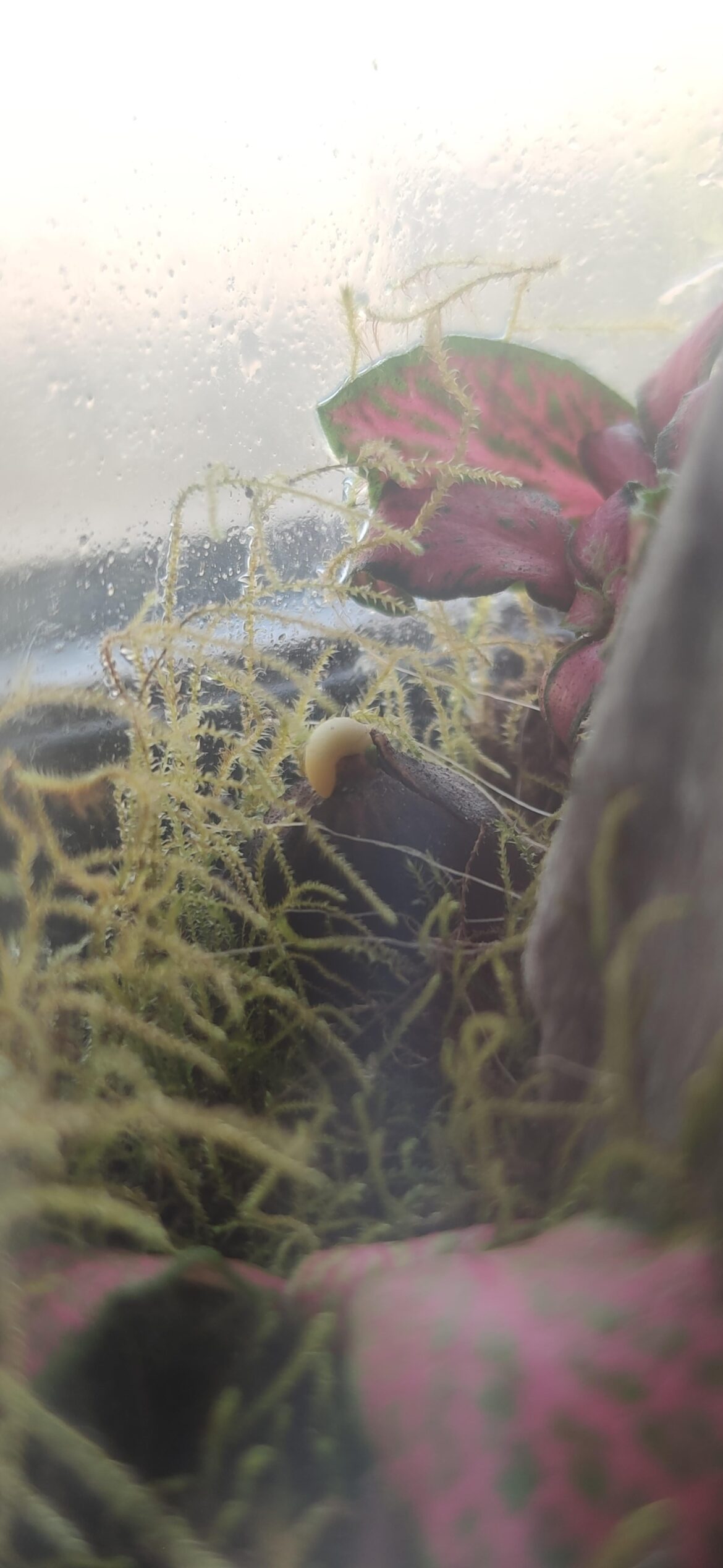 Hazelnut is germinating after 8months