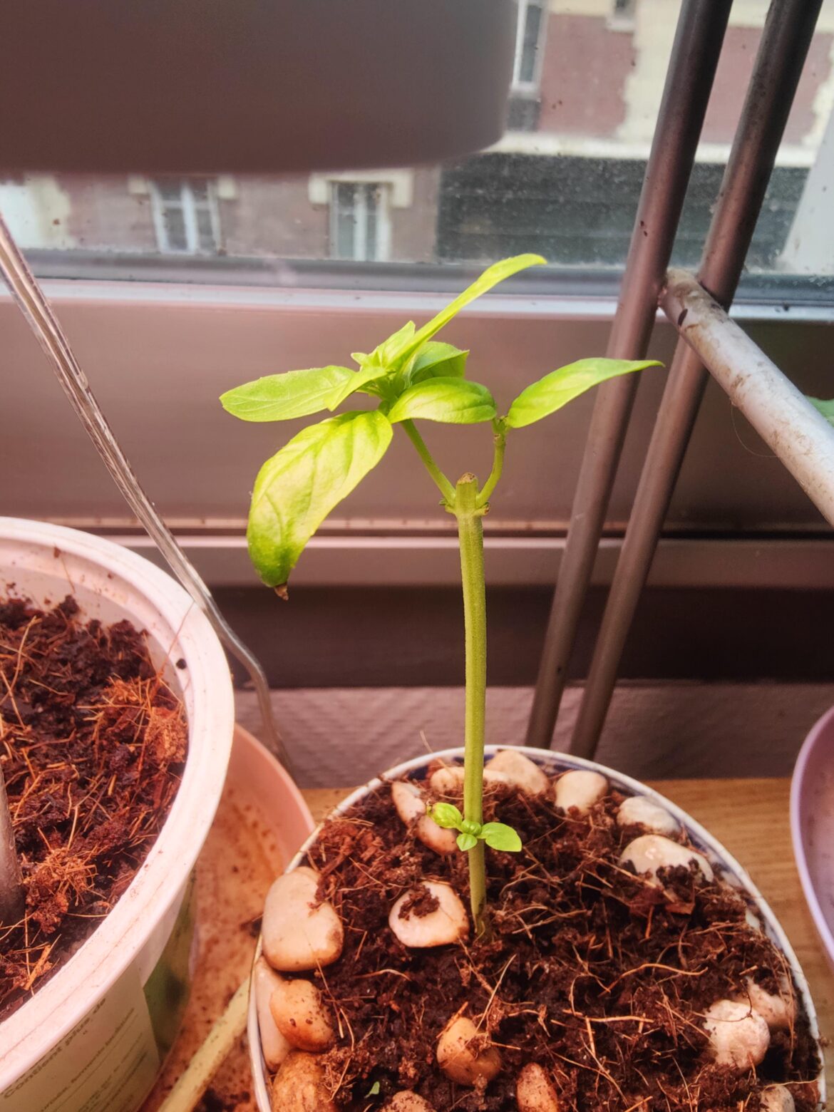 Basil pruning