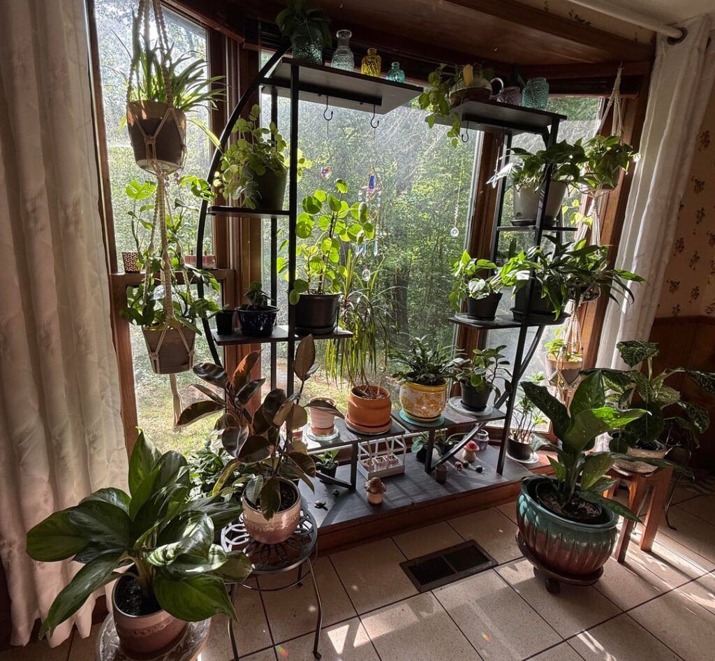 Showing off my plant collection 💚
