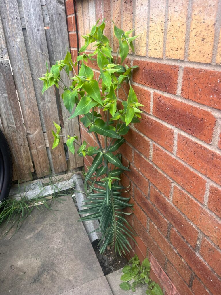 What is this plant in my garden?