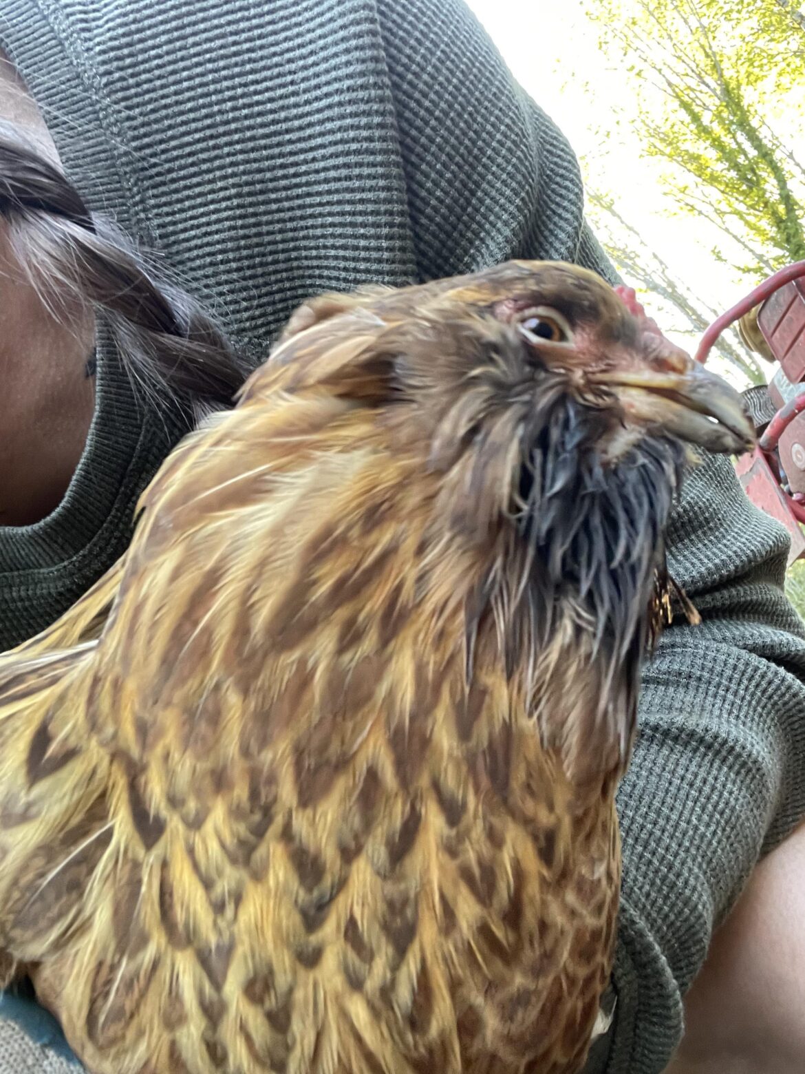 Black Sludge coming out of Chicken’s Mouth?