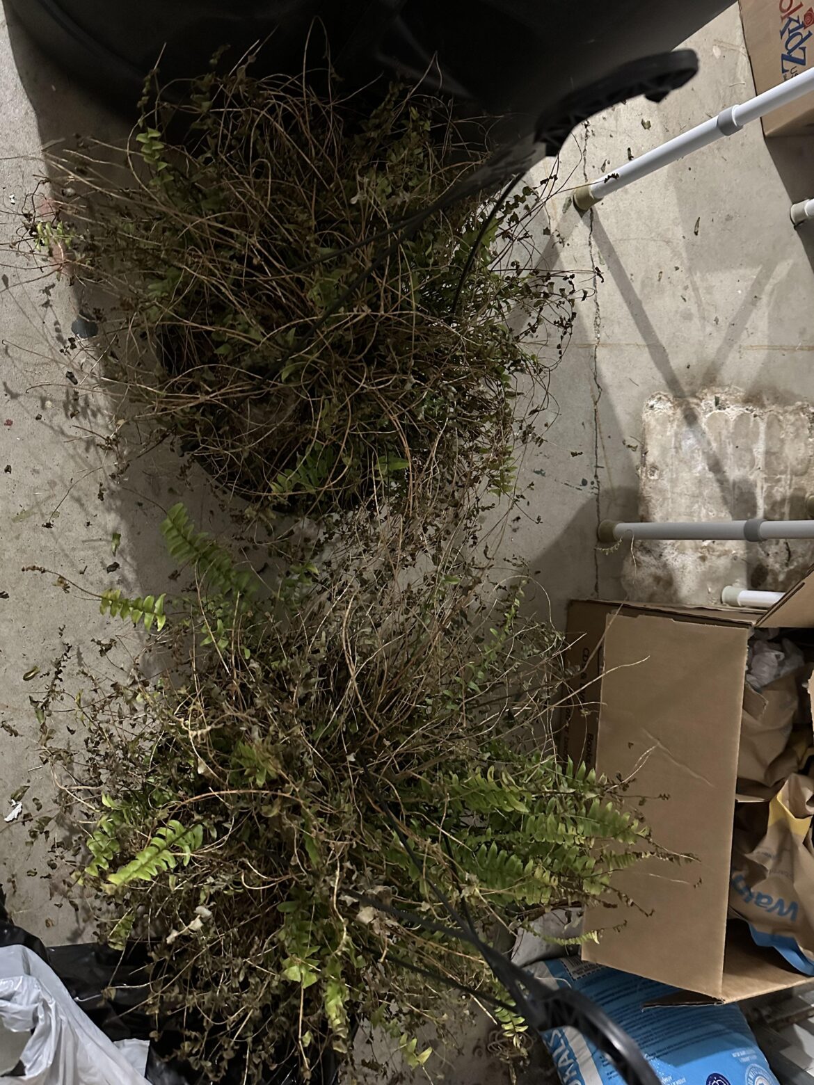 Boston Ferns