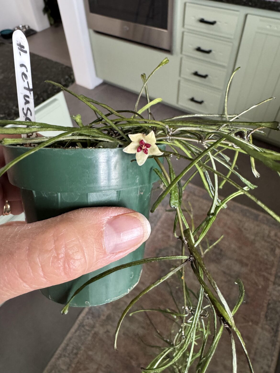 Tiniest flower