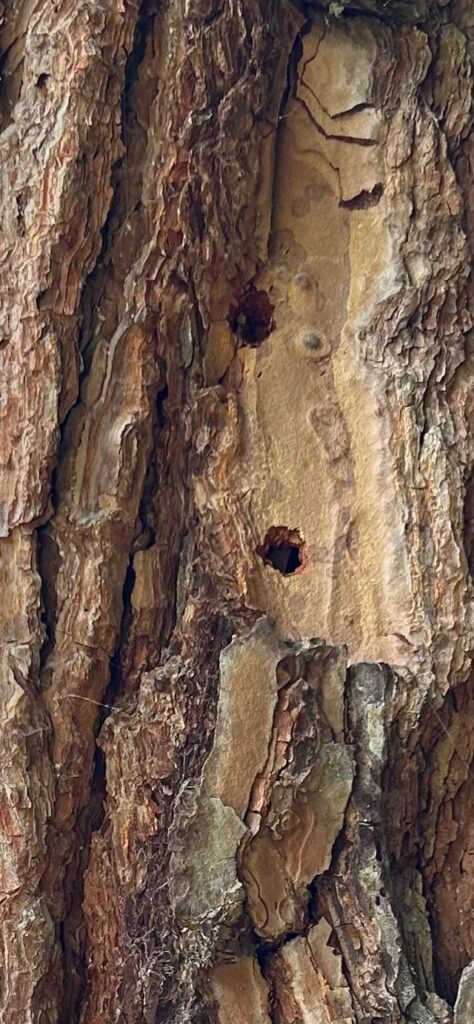 Help! two ominous holes in our pine tree!