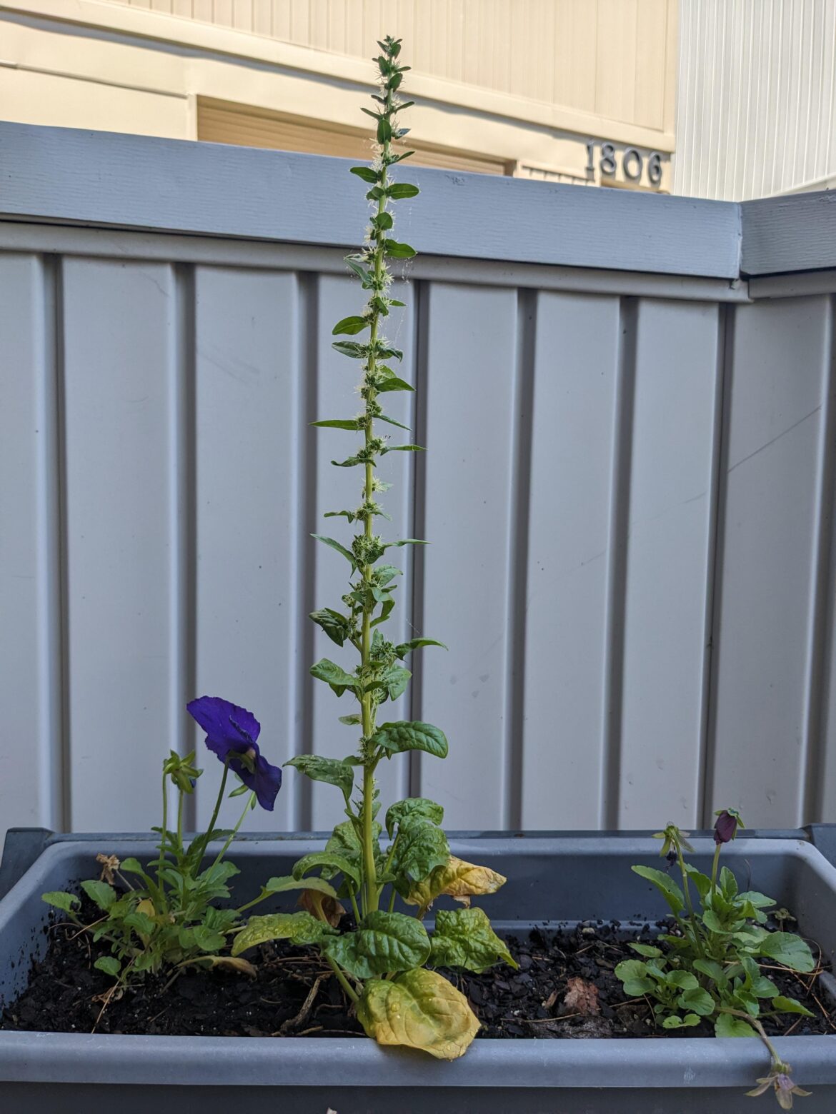 What's up with my spinach?