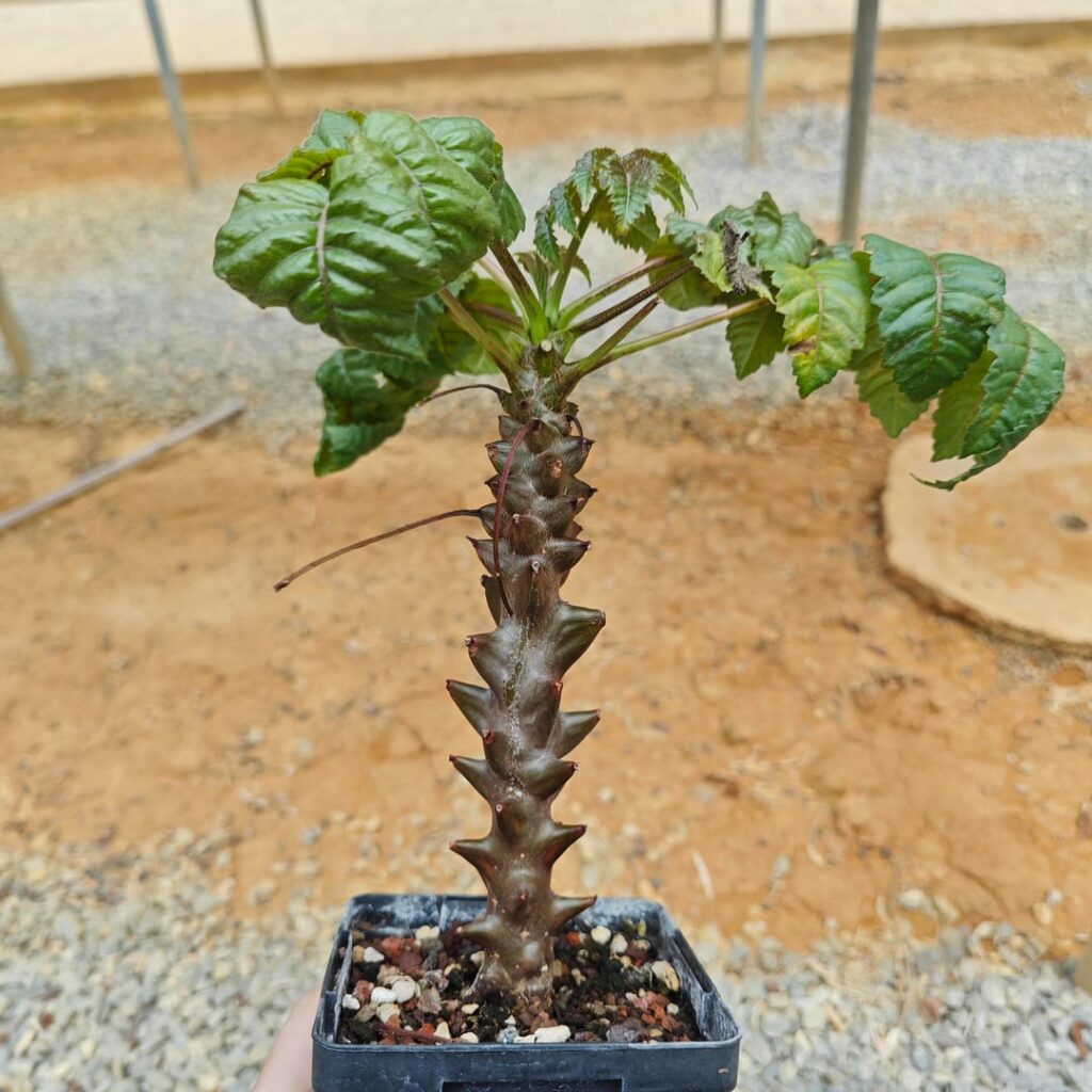 Beiselia mexicana