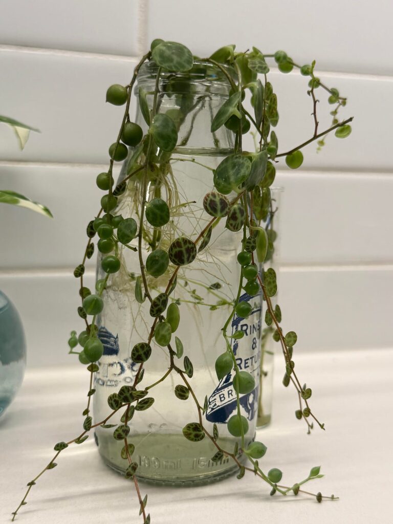 Water propagation